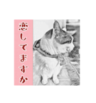 ネコねこダイナマイト！（個別スタンプ：9）