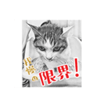 ネコねこダイナマイト！（個別スタンプ：12）