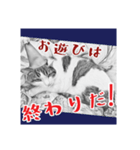 ネコねこダイナマイト！（個別スタンプ：13）