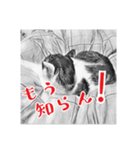 ネコねこダイナマイト！（個別スタンプ：15）