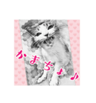 ネコねこダイナマイト！（個別スタンプ：16）