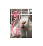 北の国からおコンニチワ（個別スタンプ：1）