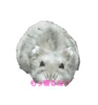 はむはむハムちゃんず（個別スタンプ：1）