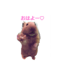 はむはむハムちゃんず（個別スタンプ：3）