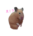 はむはむハムちゃんず（個別スタンプ：7）