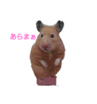 はむはむハムちゃんず（個別スタンプ：10）