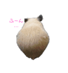 はむはむハムちゃんず（個別スタンプ：13）