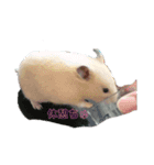 はむはむハムちゃんず（個別スタンプ：16）