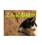 キクラゲと千代錦（個別スタンプ：1）