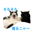 キクラゲと千代錦（個別スタンプ：3）