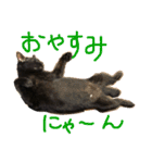 キクラゲと千代錦（個別スタンプ：4）