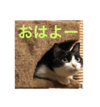 キクラゲと千代錦（個別スタンプ：5）