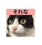 キクラゲと千代錦（個別スタンプ：11）