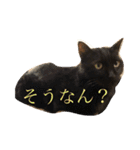 キクラゲと千代錦（個別スタンプ：12）