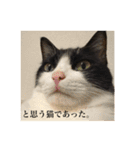 キクラゲと千代錦（個別スタンプ：13）