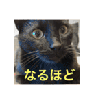キクラゲと千代錦（個別スタンプ：15）