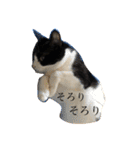 キクラゲと千代錦（個別スタンプ：17）