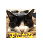キクラゲと千代錦（個別スタンプ：19）