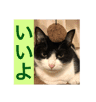 キクラゲと千代錦（個別スタンプ：22）