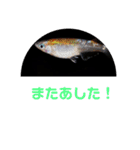改良メダカスタンプ2（個別スタンプ：8）