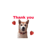 柴犬はるちゃん2（個別スタンプ：1）