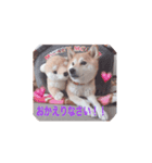 柴犬はるちゃん2（個別スタンプ：2）