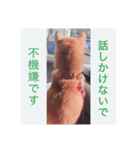 柴犬はるちゃん2（個別スタンプ：4）