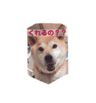 柴犬はるちゃん2（個別スタンプ：5）