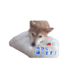 柴犬はるちゃん2（個別スタンプ：6）