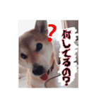 柴犬はるちゃん2（個別スタンプ：7）