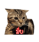 猫リミックス（個別スタンプ：1）