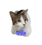 猫リミックス（個別スタンプ：2）
