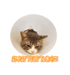 猫リミックス（個別スタンプ：3）