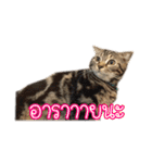 猫リミックス（個別スタンプ：6）