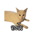 猫リミックス（個別スタンプ：7）