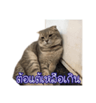 猫リミックス（個別スタンプ：8）