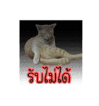 猫リミックス（個別スタンプ：9）