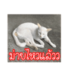 猫リミックス（個別スタンプ：12）