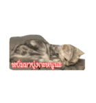 猫リミックス（個別スタンプ：16）