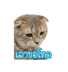猫リミックス（個別スタンプ：17）