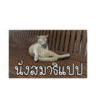 猫リミックス（個別スタンプ：18）