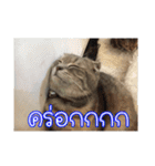 猫リミックス（個別スタンプ：19）