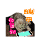 猫リミックス（個別スタンプ：20）
