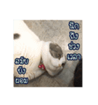 猫リミックス（個別スタンプ：24）