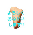 あんよスタンプ（個別スタンプ：4）