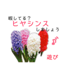 花言葉で日常会話（個別スタンプ：17）