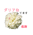 花言葉で日常会話（個別スタンプ：20）