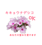 花言葉で日常会話（個別スタンプ：24）