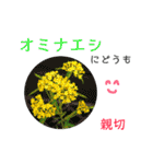 花言葉で日常会話（個別スタンプ：25）