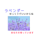花言葉で日常会話（個別スタンプ：28）